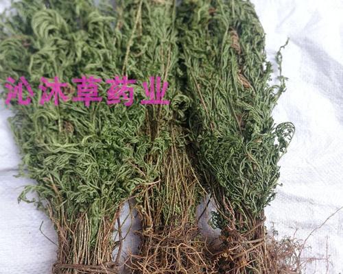 石质碎片草药有哪些？各草药用处一览是什么？